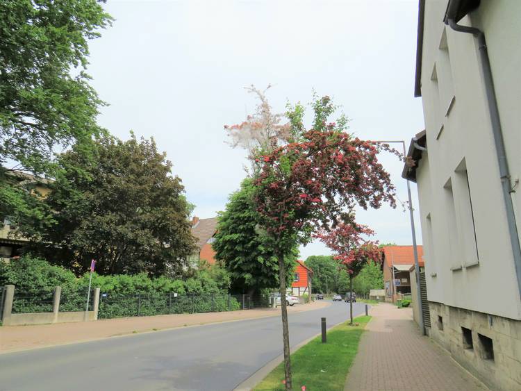 Foto (Quelle: Gemeinde Lehre): Die Rotdornbäume an der Berliner Straße in Lehre sind von Gespinstmotten befallen. 
