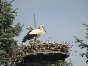 Bild vergr&ouml;&szlig;ern: Foto (© Gemeinde Lehre): Ein Storch sitzt in dem Nest am Forstkamp.