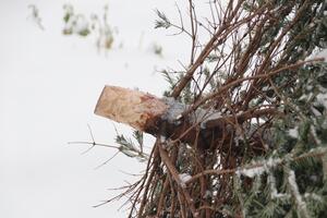 Bild vergr&ouml;&szlig;ern: Symbolfoto (Quelle: Pixabay): Die Abfuhr der Weihnachtsbäume in der Gemeinde Lehre erfolgt am Dienstag, dem 10. Januar 2023.
