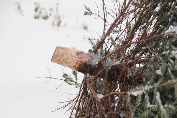 Bild vergr&ouml;&szlig;ern: Symbolfoto (Quelle: Pixabay): Die Abfuhr der Weihnachtsbäume in der Gemeinde Lehre erfolgt am Dienstag, dem 10. Januar 2023.
