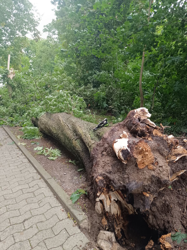 Bild vergr&ouml;&szlig;ern: Sturmschaden Börnekenhalle
