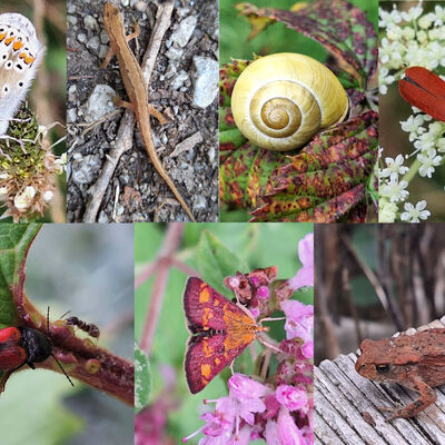 Bild vergr&ouml;&szlig;ern: Die Artenvielfalt der tierischen Gartenbesucher.