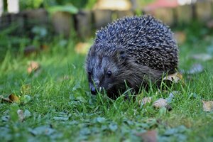 Bild vergr&ouml;&szlig;ern: Igel im Garten bei Dämmerung.