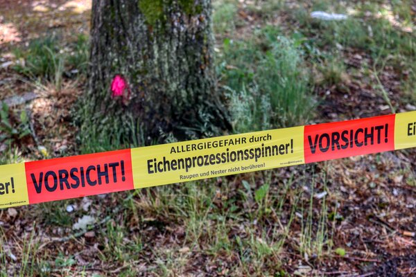 Die Gemeinde Lehre macht darauf aufmerksam, dass sich der Eichenprozessionsspinner in diesem Jahr sehr stark ausbreitet.