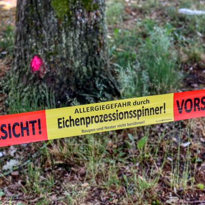 Die Gemeinde Lehre macht darauf aufmerksam, dass sich der Eichenprozessionsspinner auch in die-sem Jahr ausbreitet.