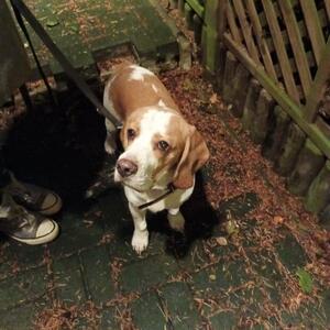 Bild vergr&ouml;&szlig;ern: Foto ( © Tierschutzverein Lehre): In Essehof wurde am Freitag ein Beagle aufgegriffen.