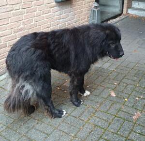 Bild vergr&ouml;&szlig;ern: Entlaufener_Hund__1_