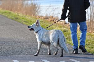 Bild vergr&ouml;&szlig;ern: Foto(Pixabay): Zum Schutz von Jungtieren gilt in der Brut- und Setzzeit für alle Hunde Leinenzwang.