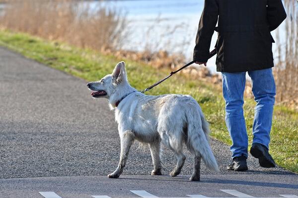 Bild vergr&ouml;&szlig;ern: Foto(Pixabay): Zum Schutz von Jungtieren gilt in der Brut- und Setzzeit für alle Hunde Leinenzwang.
