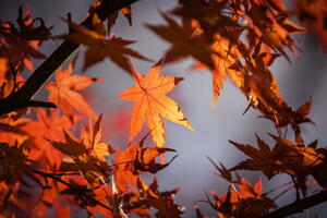 Bild vergr&ouml;&szlig;ern: Foto (Pixabay): Der Herbst ist da – und damit auch das Laub.