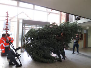 Bild vergr&ouml;&szlig;ern: Rathaus_Weihnachtsbaum_1