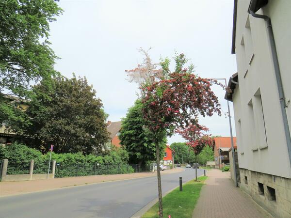 Bild vergr&ouml;&szlig;ern: Foto (Quelle: Gemeinde Lehre): Die Rotdornbäume an der Berliner Straße in Lehre sind von Gespinstmotten befallen.