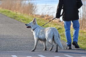 Bild vergr&ouml;&szlig;ern: Symbolfoto (Quelle: Pixabay): Die Leinenpflicht für Hunde gilt noch bis zum 15. Juli - daran erinnert die Gemeinde Lehre alle Hundebesitzer.