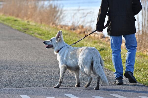 Bild vergr&ouml;&szlig;ern: Symbolfoto (Quelle: Pixabay): Die Leinenpflicht für Hunde gilt noch bis zum 15. Juli - daran erinnert die Gemeinde Lehre alle Hundebesitzer.