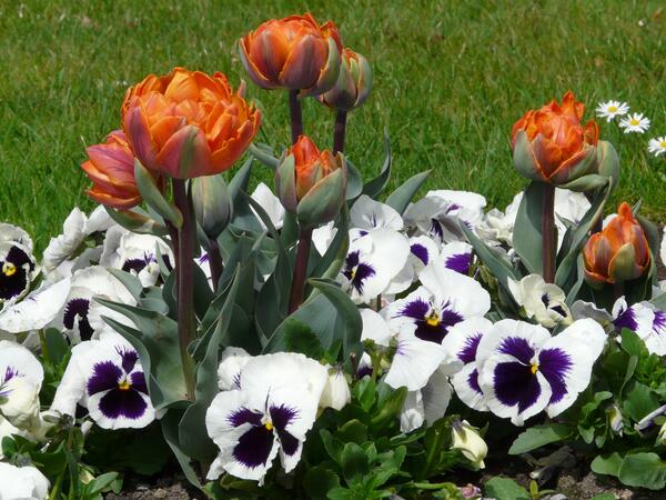 Bild vergr&ouml;&szlig;ern: Symbolfoto (Quelle: Pixabay): So schön bunt können sie blühen - für die gemeindeeigenen Grünflächen sucht die Gemeinde Lehre wieder Patenschaften.